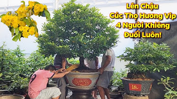 Lên Chậu Cây Cúc Thọ Hương Ghép Tứ Quý Cực Vip / CS Cần Thơ HG