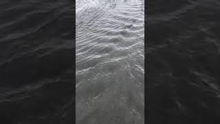Antidunes
