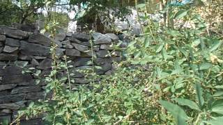 Bees collecting pollen and nectar in September - goji berries. by Bushkata Bu 387 views 7 years ago 52 seconds