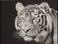 Scratchboard Art & Stuff: Tiger