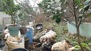 Potted Citrus trees outside