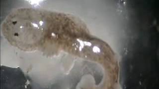 Planaria feeding Mechanism Video by Dr Ravindra Kshirsagar