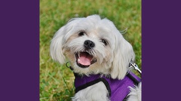 Pulsating Trumpet Jazz Trio - Vibe for Eclectic Puppies