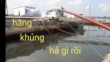 Câu cá dảnh sông tiền,cá ăn móc mồi không kịp luôn