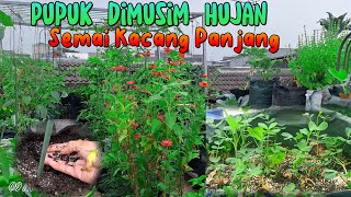 35. Pupuk yang tepat di Musim Hujan untuk Kebun Skala Rumahan || Semai Kacang Panjang ☘🌱👩‍🌾