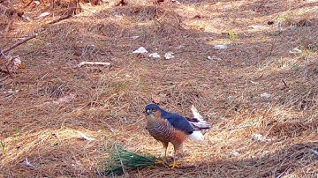 Mating Sparrowhawks / Nature and Wildlife Video / Browning Recon Force Elite HP4