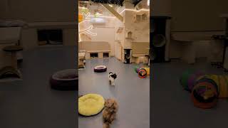 Cutest Kittens Playtime! 🐱 | Fun Time With My Cats  #CatLovers #cocomelonlover