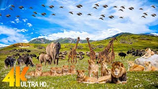 4K (60FPS) African Wildlife: Amboseli National Park | Enter the Savage Kingdom | Ultimate Predators