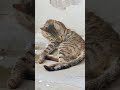 #cat #shorts