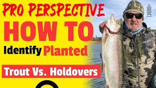 Holdover Trout Vs  Planted Trout Vs  Wild Trout Vs  Native Trout   Which Is Which?