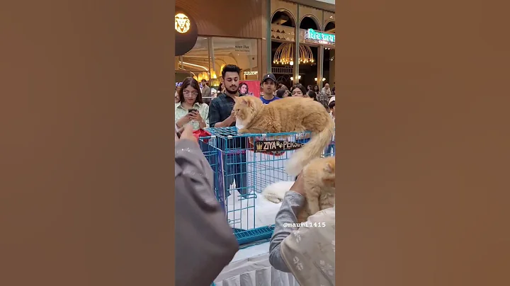 Video 8963131: meow pets kittens persian, persian cat kitten meowing, persian cat pet lover, persian cat kitten animal, cat usa pets, pet uk