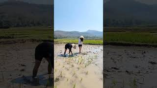 #learning how to plant #rice in #laos #southeastasia #travel #ricefield #ricefields #shorts #short