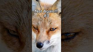 Not Again Fox In A Box