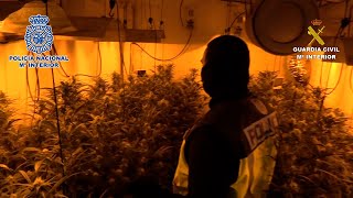 Macrorredada en Cañada Real: 44 detenidos y 17.500 plantas de marihuana requisadas