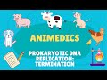 PROKARYOTIC DNA REPLICATION: TERMINATION │ EASY EXPLAINED│