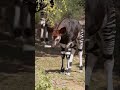 1901 వరకు Mystery Animal! Okapi 🌍