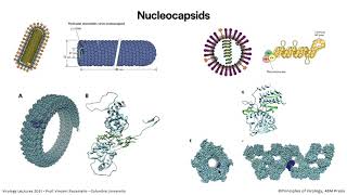 Virology Lectures 2021 #6   RNA Directed RNA Synthesis