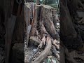 Drill a fire by using a bow on a stump to start the fire #firemaking #creativesurvival #bushcraft