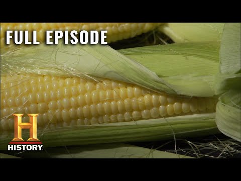 Modern Marvels: How Corn Fuels America (S13, E39) | Full Episode | History