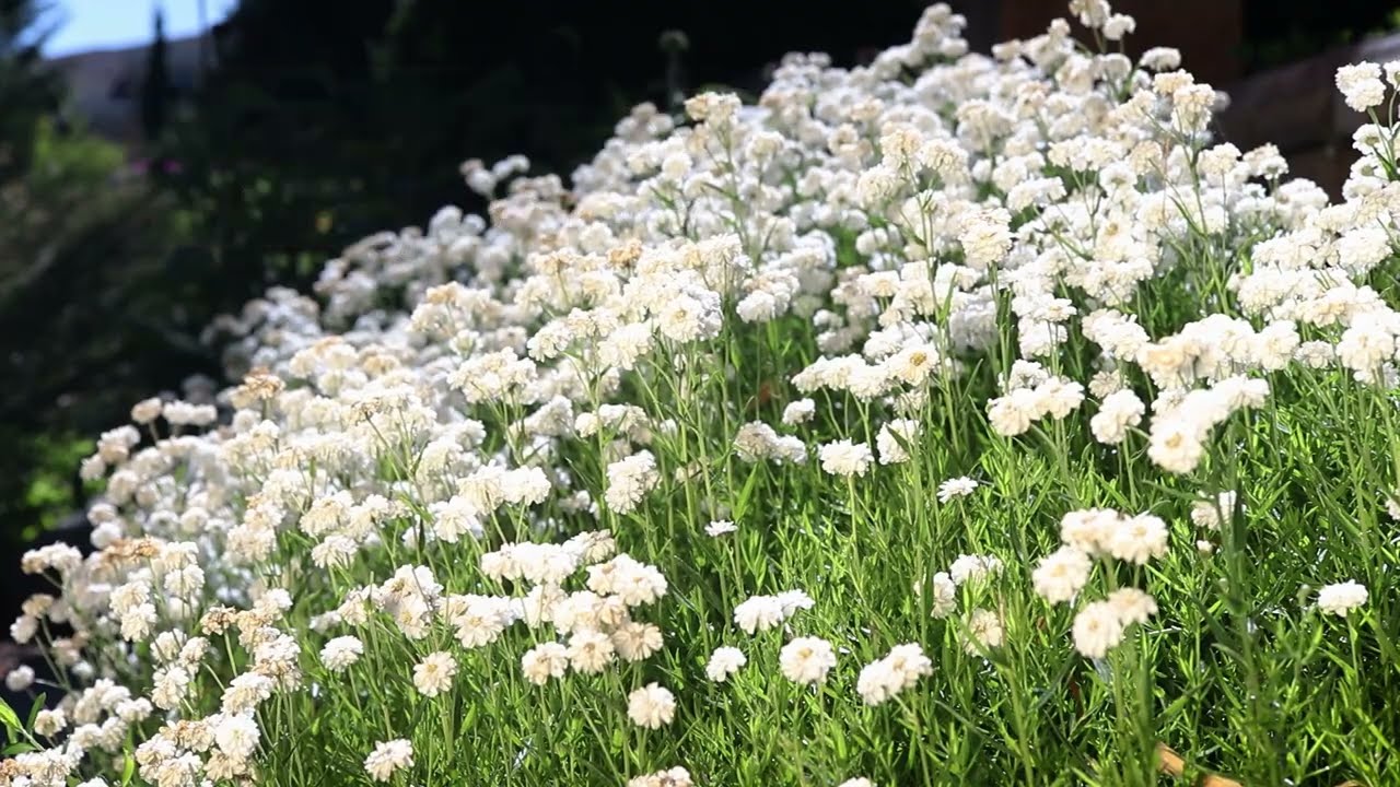 Sneezewort (Achillea ptarmica)