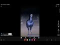 Allah akbar bird meme FOR MARDUK