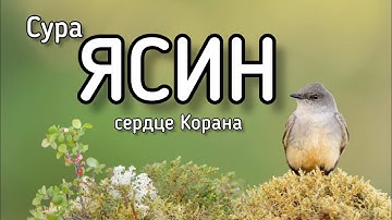 🔊 Сура Ясин سورة يس Surah Yasin очень эффективное чтение! утром и вечером слушать обязательно!