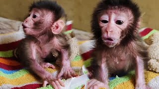 calling in its sweet little voice, the newborn baby monkey was happy to see the milk