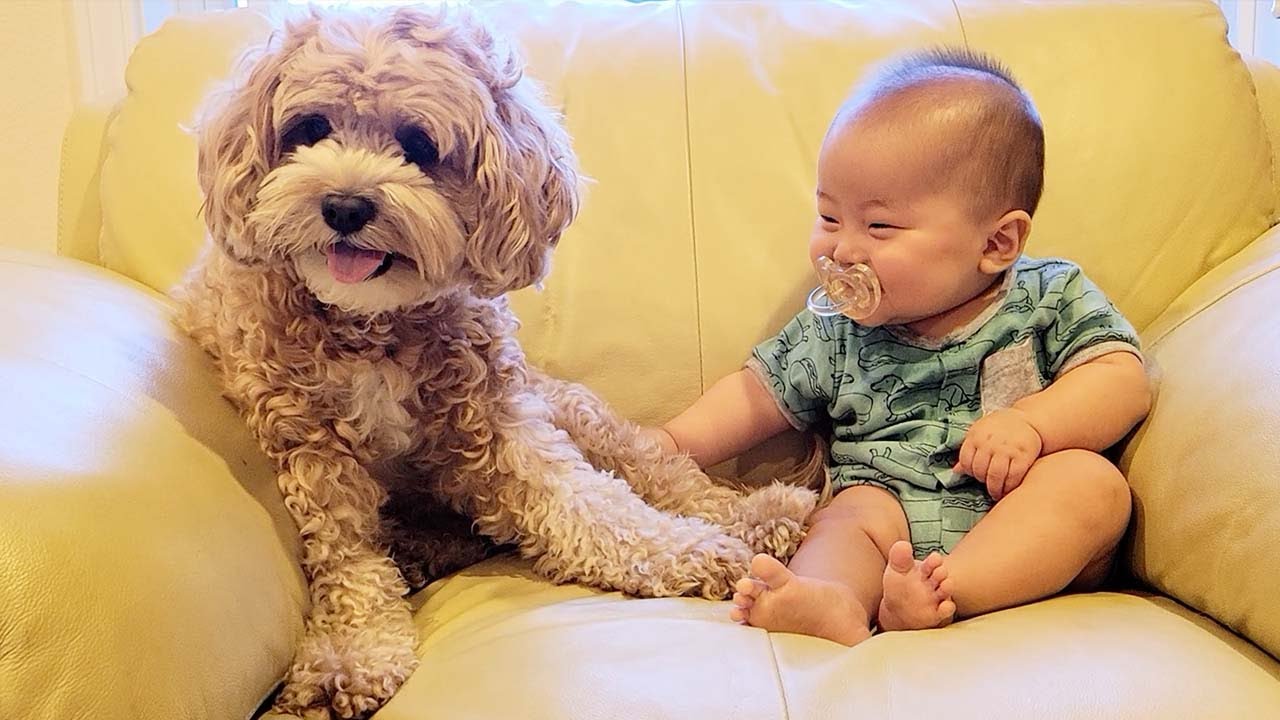 I Bought a Pacifier For My Dog Too YouTube