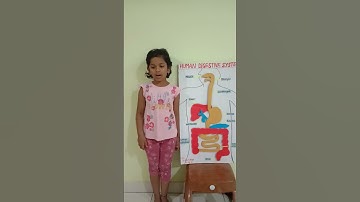 digestive system project for kids / cardboard digestive system