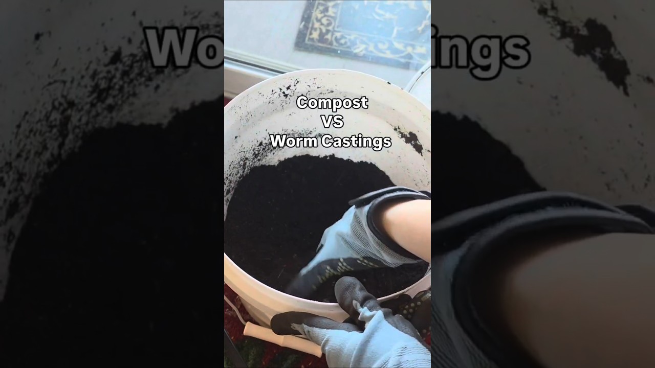 Homemade Compost VS Worm Castings