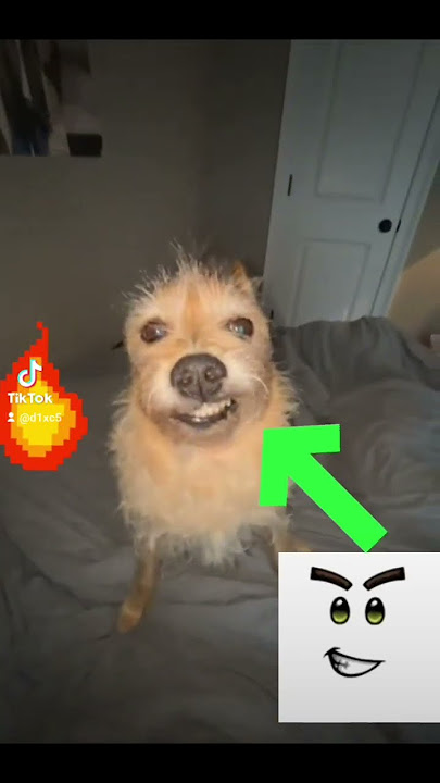 #CapCut #MemeCut #meme #meme #meme #funny #trendy #dog #rapapa #fyp #xyzcba