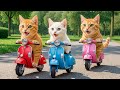 Gingle Kitten Gets a New Toy Motorcycle as a Reward for Excellent School Results! 🏍️💖