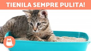 Prendersi cura della LETTIERA del GATTO  (Tipi di Sabbietta e Pulizia)