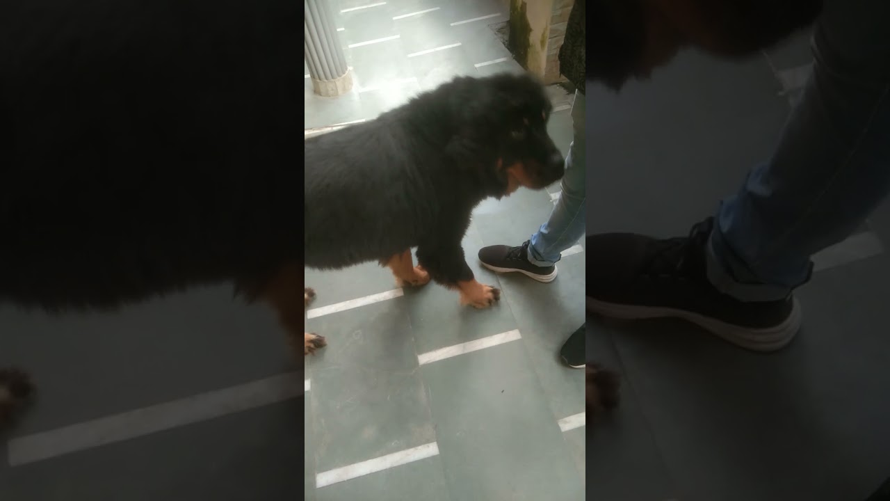 Uttrakhand largest Tibetan Mastiff bitch