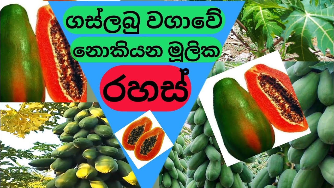 ගස්ලබු වගාවේ නොකියන රහස්.#papaya #farming #fruts .