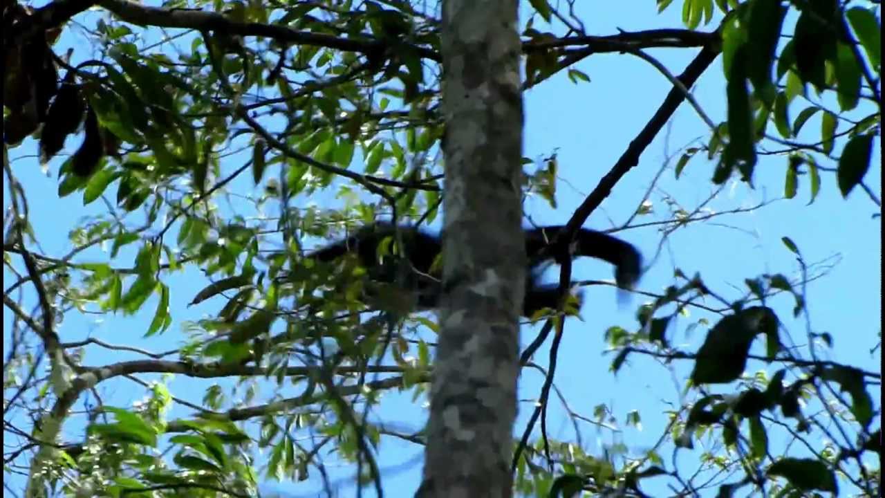 Lucifer titi - Callicebus lucifer - Callicebus lucifer