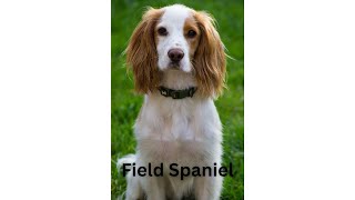 Meet the Field Spaniel #dog #youtubeshorts