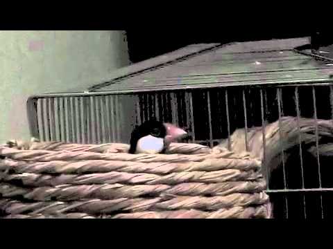 文鳥動画 Java sparrow 桜文鳥ほーちゃんのかくれんぼ（吉本新喜劇）