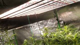 4X8 Auto Flower Tent 7 Different Strains