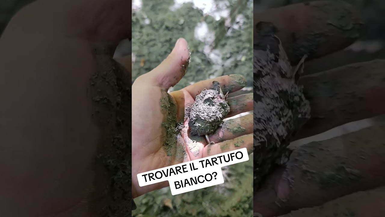 La terra giusta per il TARTUFO BIANCO #1