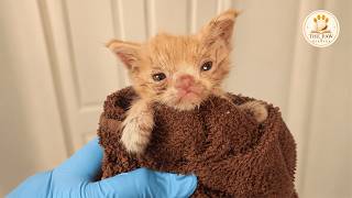 Kitten Born With a Cleft Lip Was Left Behind — Now She's the Queen of the House