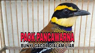 SUARA BURUNG PAOK⁉️ PANCAWARNA GACOR
