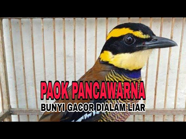 SUARA BURUNG PAOK⁉️ PANCAWARNA GACOR class=
