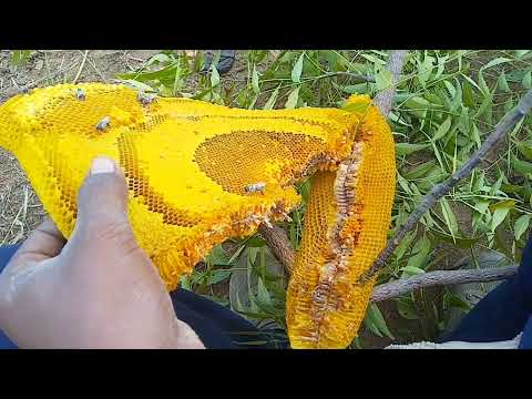 मधमाशी #महुळ