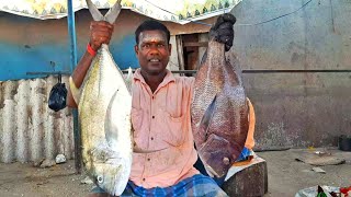 Paarai Vs Koralli Meen Cuttingvideo