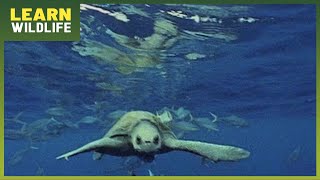 Epic Animal Migrations - Nature's Greatest Journeys Revealed