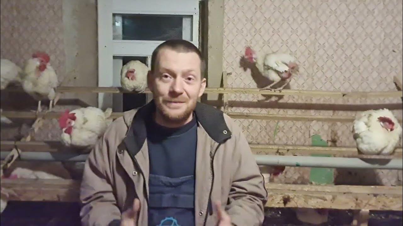 Корм для кур несучок, дешевий, доступний і дієвий. - YouTube
