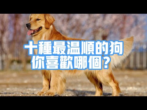 十种最温顺的狗狗，你喜欢哪一个？
