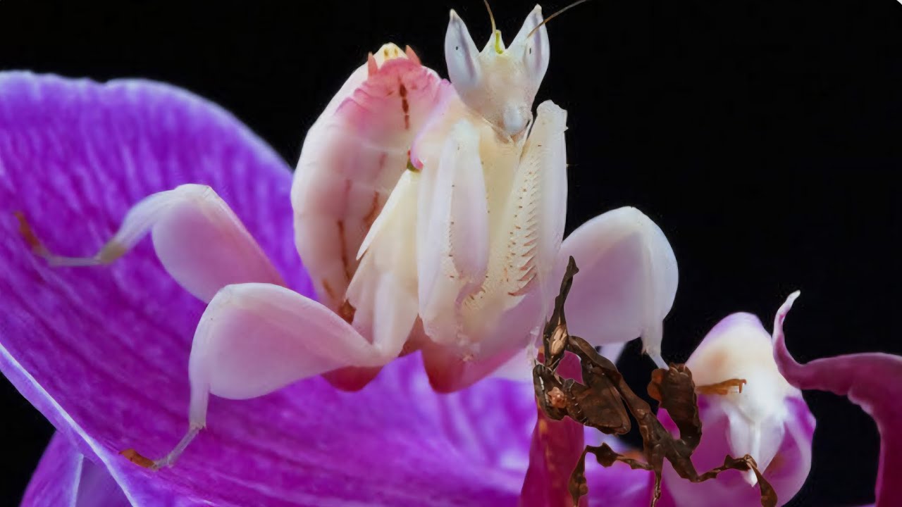 GHOST MANTIS AND ORCHID MANTIS GET A NEW HOME