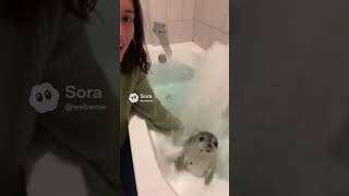 Da Giocattolo A Foca Vera In Un Secondo